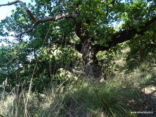 Rocca di Buticari